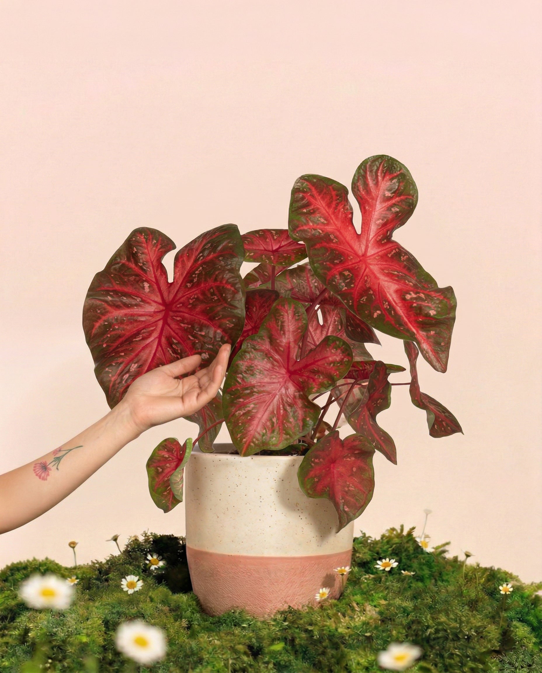 Eine Hand berührt sanft die großen, leuchtenden Blätter einer Caladium 'Red Flash' Pflanze, die auf Moos mit kleinen weißen Blüten vor einem zartrosa Hintergrund steht.