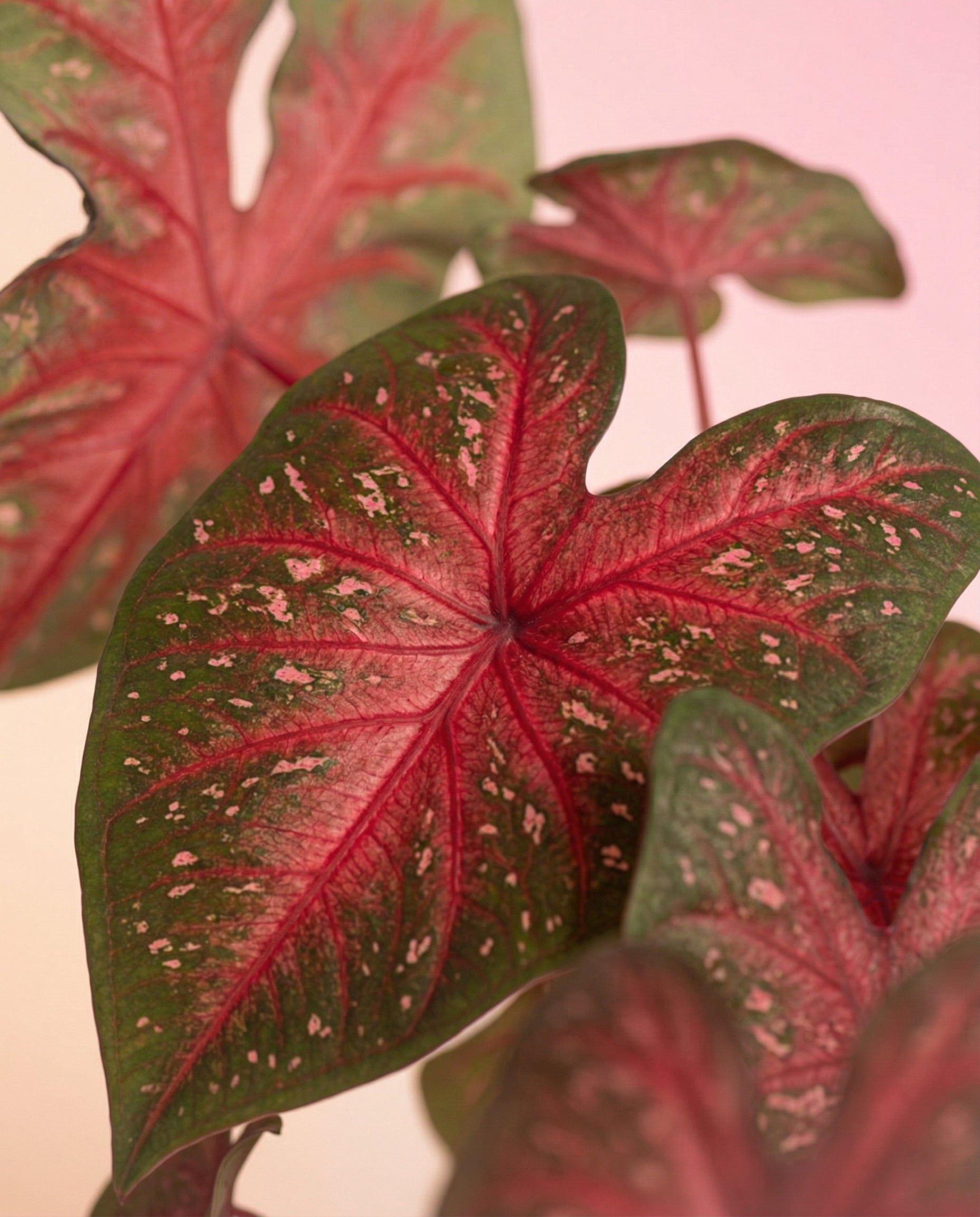 Nahaufnahme der Blätter von Caladium 'Red Flash' mit leuchtend grünen Rändern, tiefroten Zentren und hellrosa Sprenkeln vor einem zart pastellrosa Hintergrund.