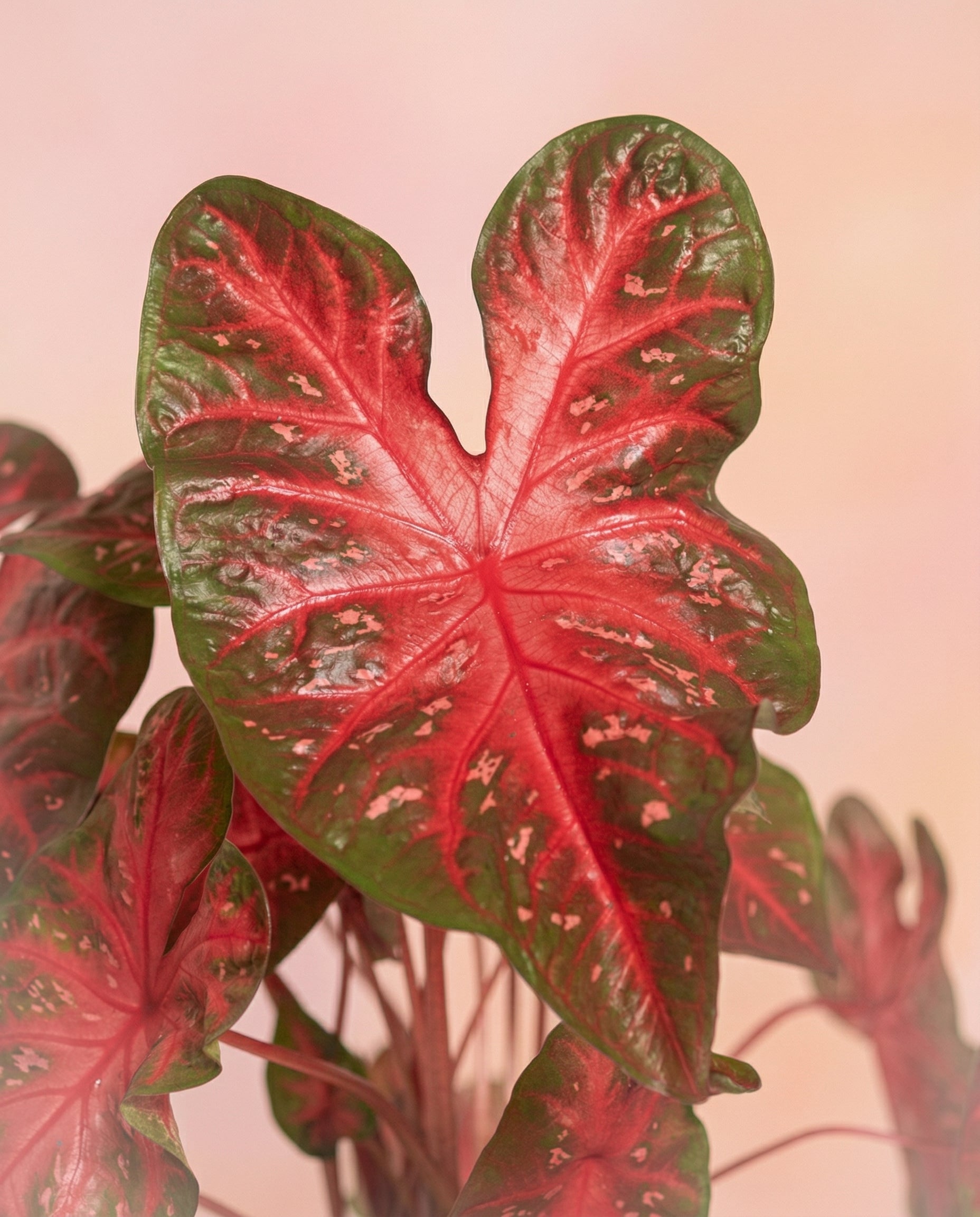 Eine Nahaufnahme von Caladium 'Red Flash', die die auffallend rote Mitte und die grünen, weiß gesprenkelten Ränder vor einem sanft verschwommenen rosa Hintergrund zeigt.