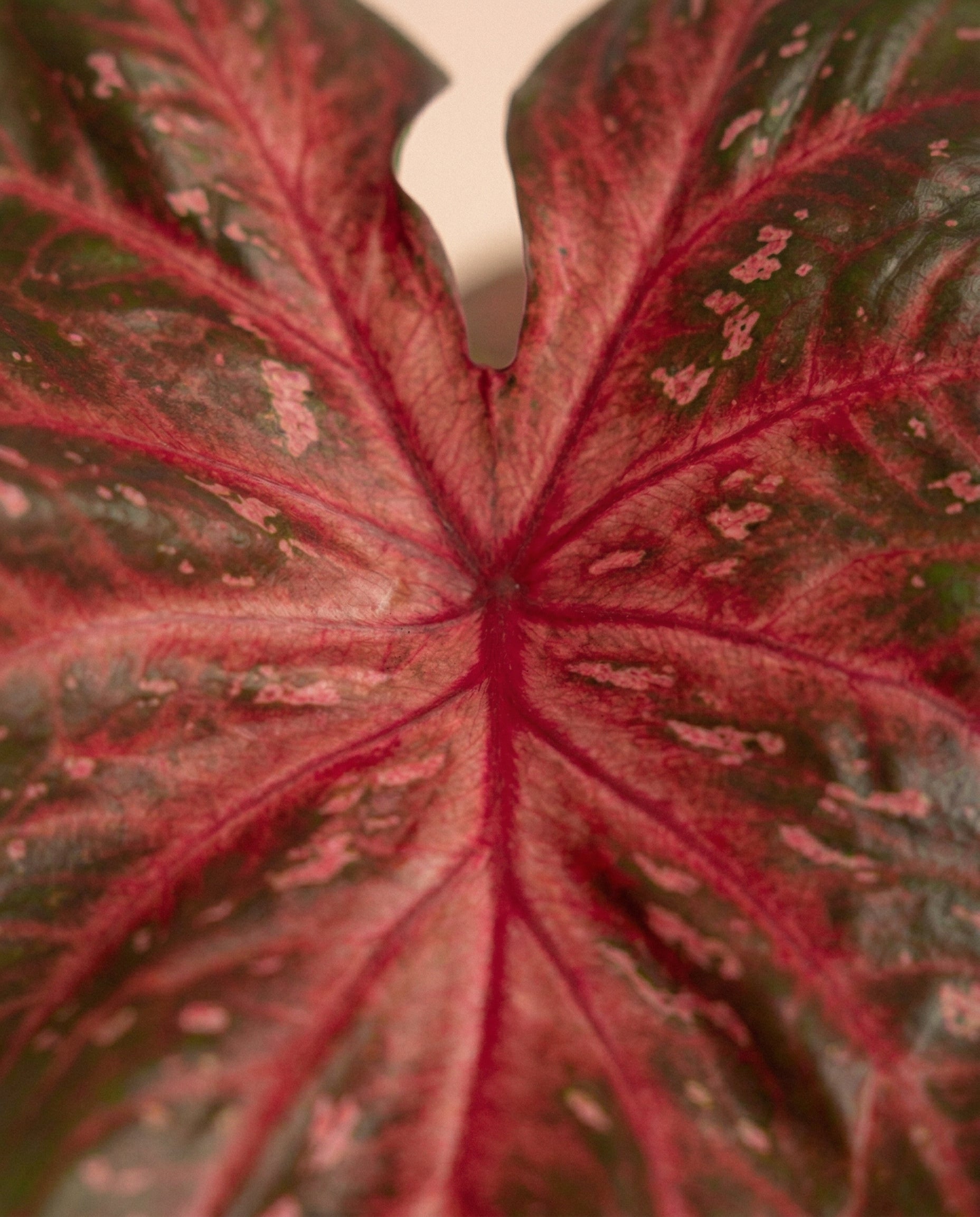 Nahaufnahme eines Caladium 'Red Flash' Blattes mit tiefroten Adern, bunten grünen und rosaroten Farbtönen und einer herzförmigen Form. Die Textur und die detaillierten Adermuster sind deutlich sichtbar.
