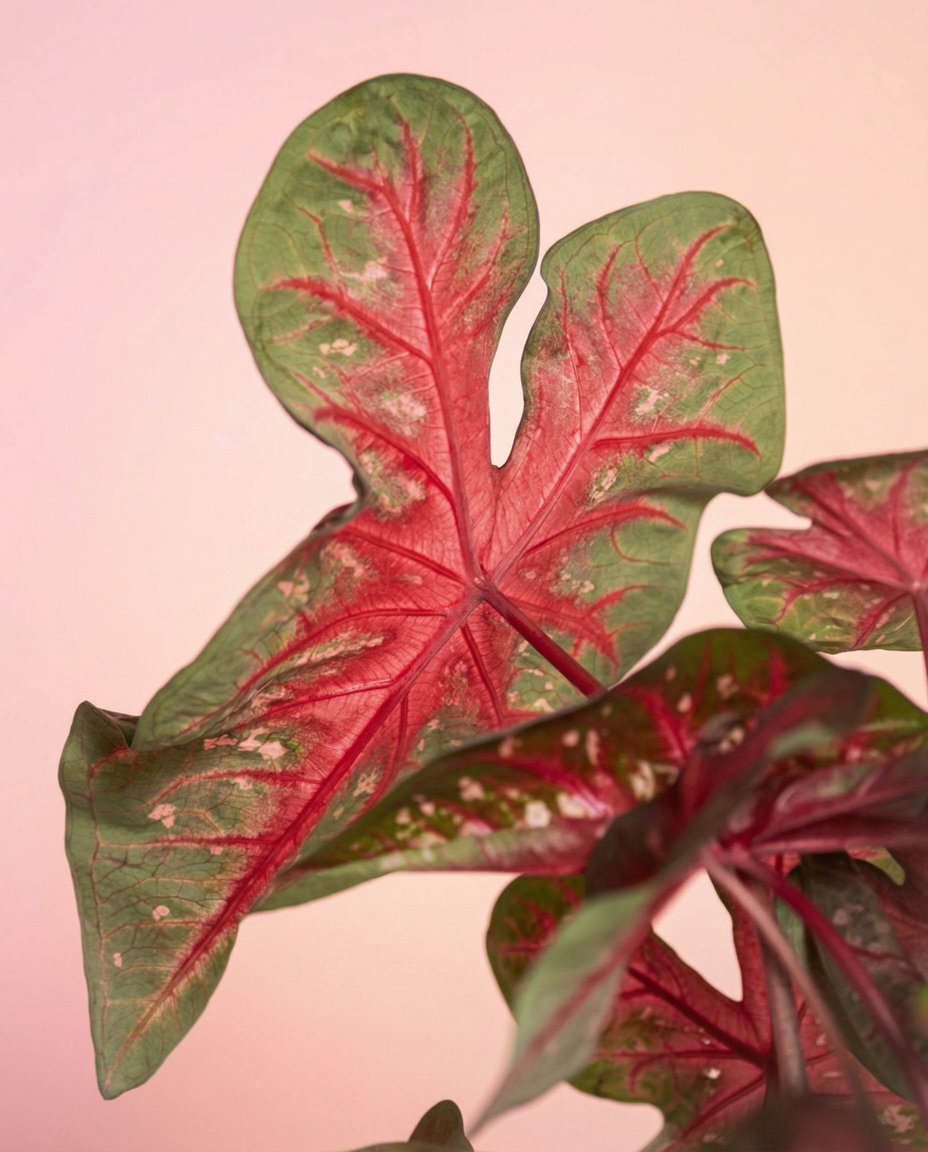 Nahaufnahme von Caladium 'Red Flash', mit grün umrandeten Blättern mit tiefrosa Adern und weißen Sprenkeln, vor einem zartrosa Hintergrund.