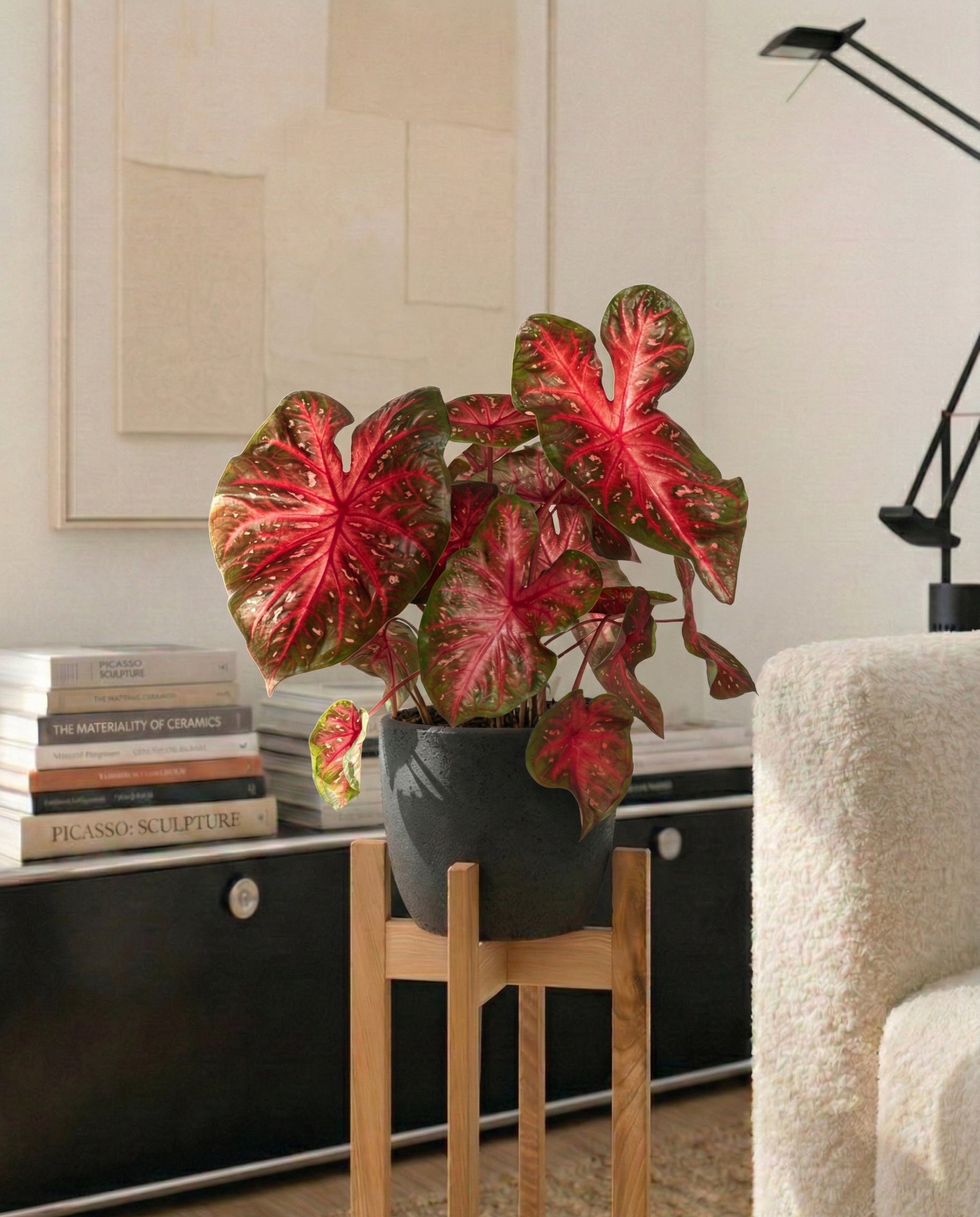Eine leuchtende Caladium 'Red Flash' mit großen roten und grünen Blättern steht auf einem Holzständer in einem modernen Wohnzimmer, umgeben von Büchern und abstrakter Wandkunst im Hintergrund.