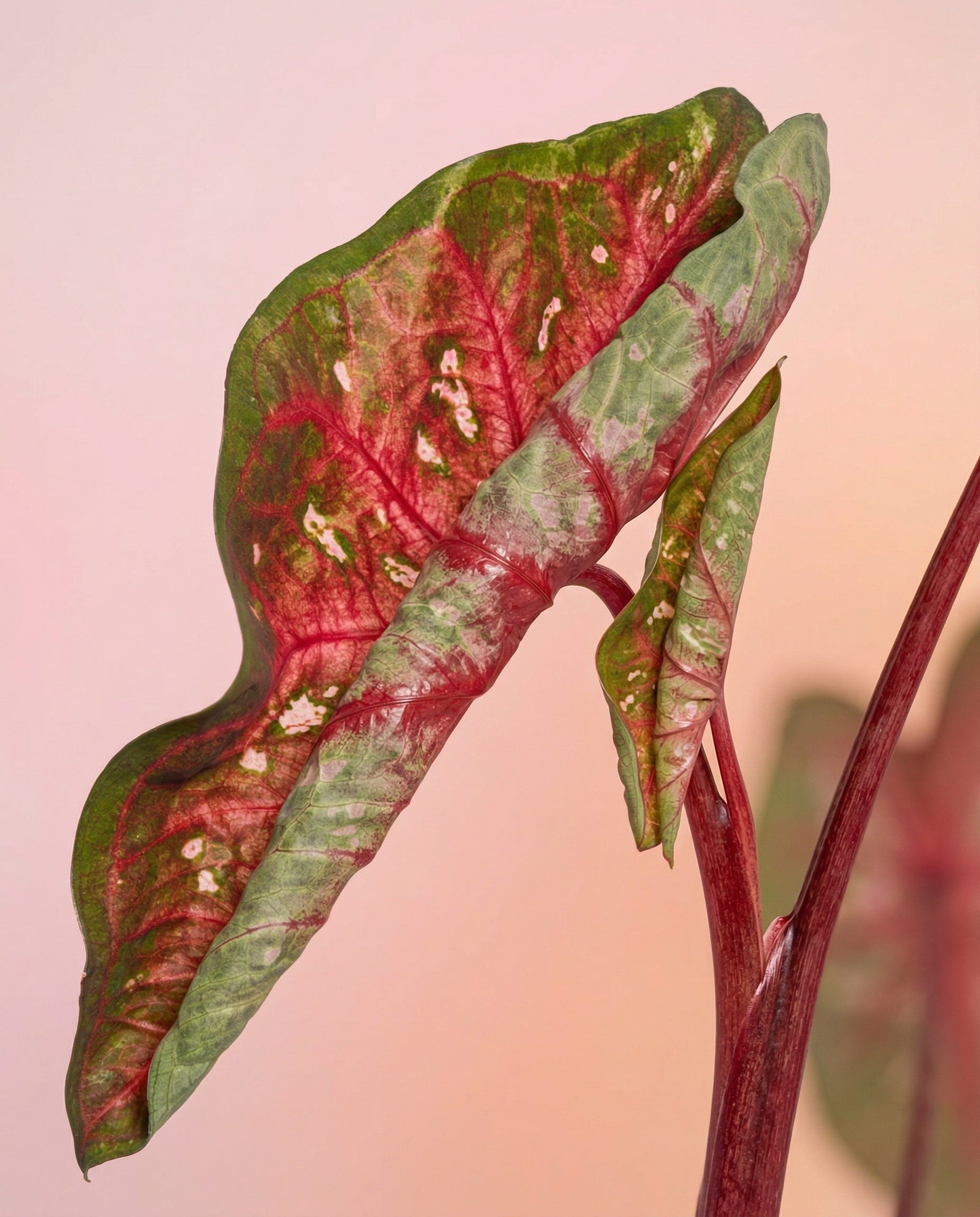 Eine Nahaufnahme von Caladium 'Red Flash' zeigt die großen, herzförmigen Blätter mit leuchtenden Grün-, Rot- und Rosatönen vor einem zarten pastellfarbenen Hintergrund.