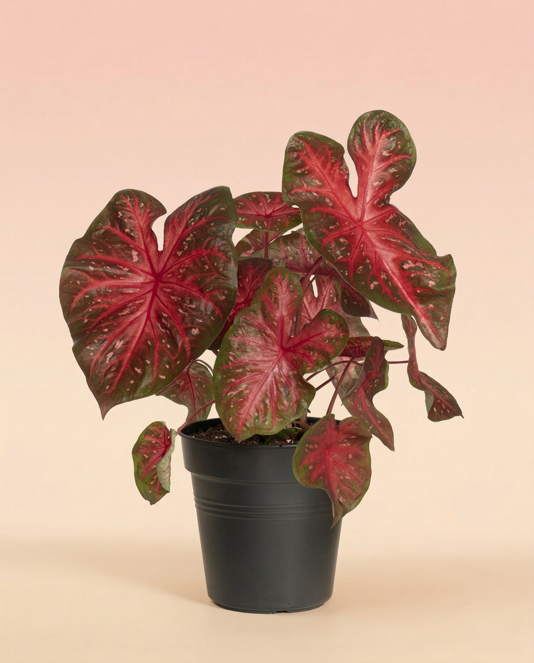 Ein getöpfertes Caladium 'Red Flash' zeigt große, herzförmige, grüne Blätter mit kräftigen roten und rosafarbenen Adern, die sich vor einem weichen, pfirsichfarbenen Hintergrund abzeichnen. Wegen ihres auffälligen Laubes wird sie auch Buntblatt oder Buntwurz genannt.