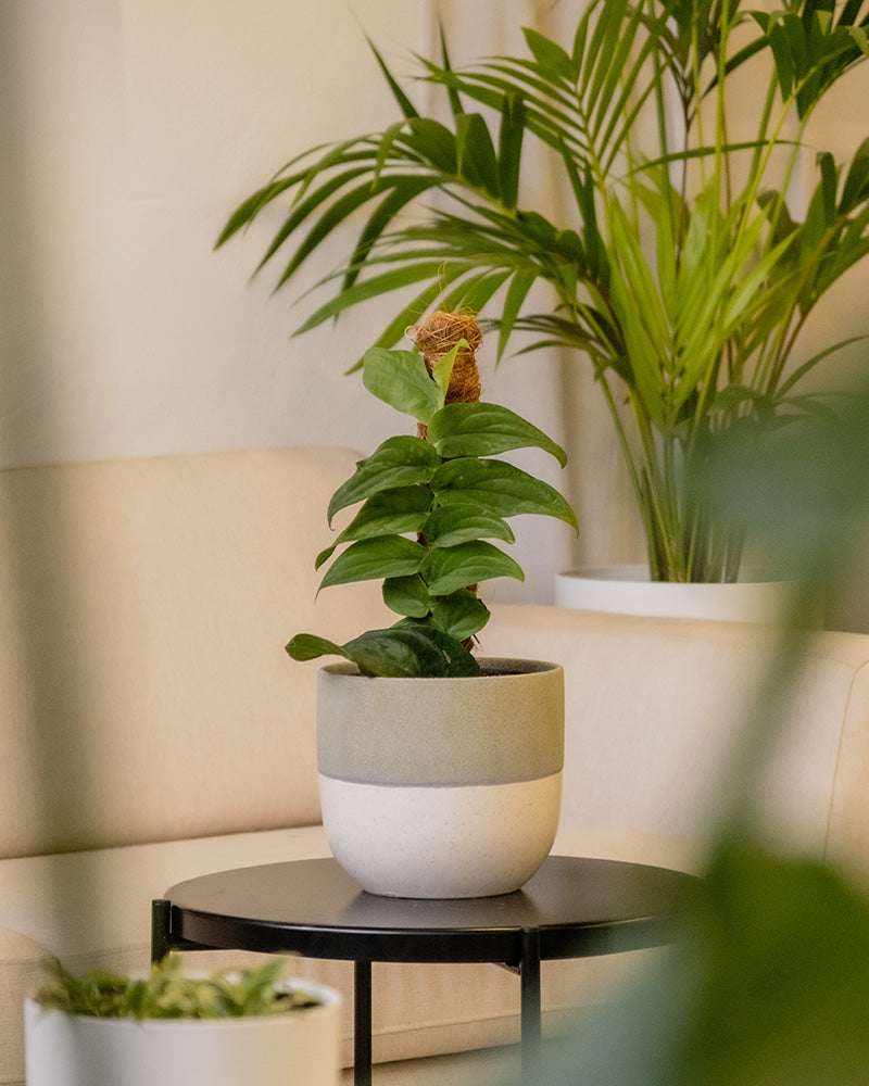 Eine kleine Topfpflanze mit grünen Blättern steht in einem handgefertigten Keramik-Topfset „Variado“ (2 × 18, 2 × 14) auf einem runden schwarzen Tisch in einem hellen Raum. Im Hintergrund steht eine größere Topfpalme neben einem beigen Sofa. Das Ambiente wirkt ruhig und minimalistisch.