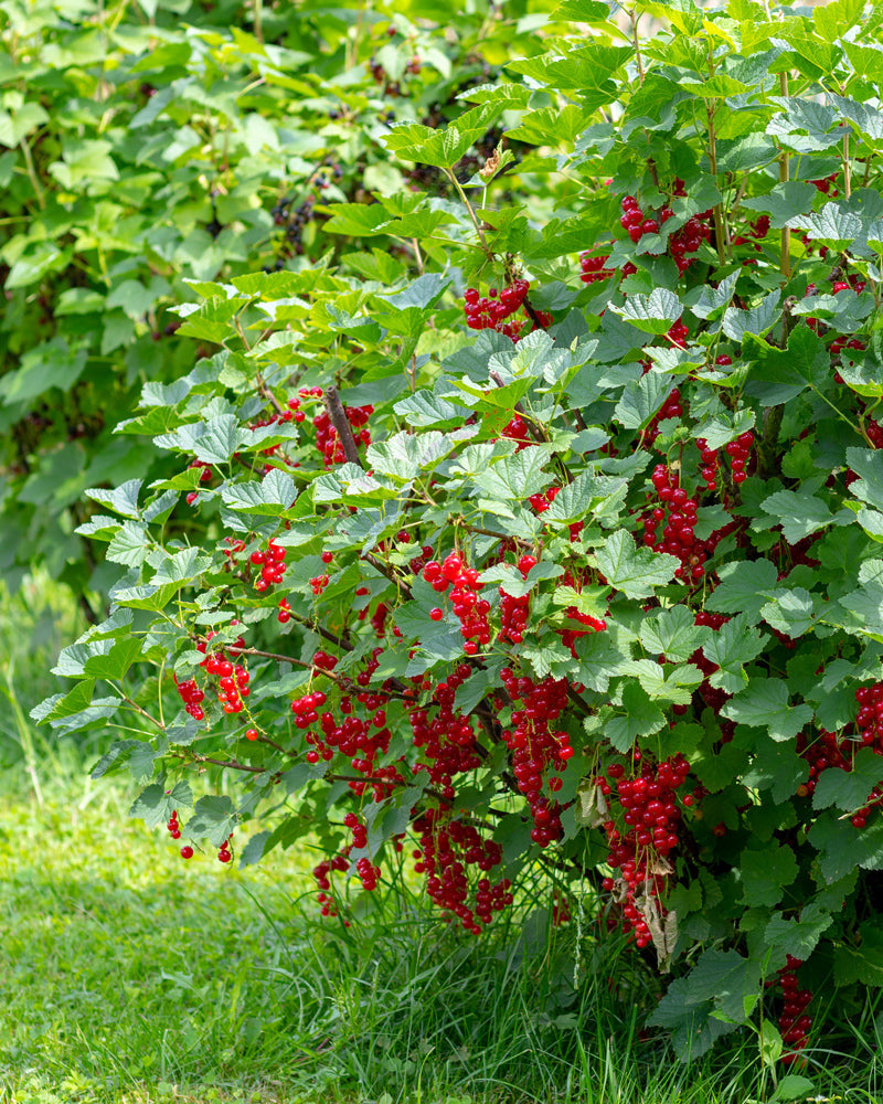 Johannisbeerpflanze in voller Blüte.