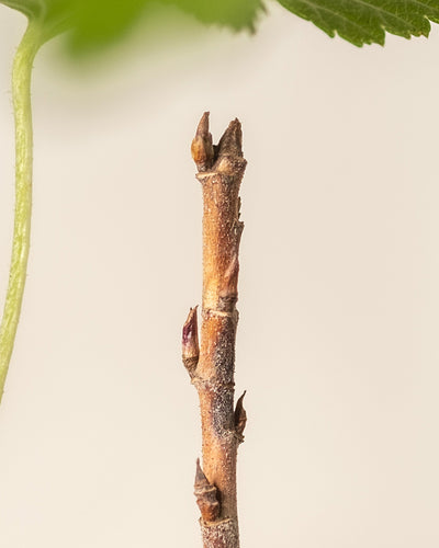 Detailaufnahme Stamm des Ribes sanguineum