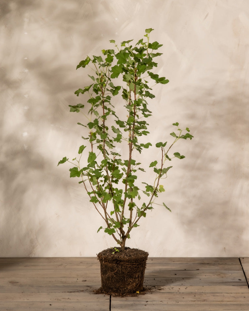 Ribes sanguineum ohne Übertopf auf einem Holzboden