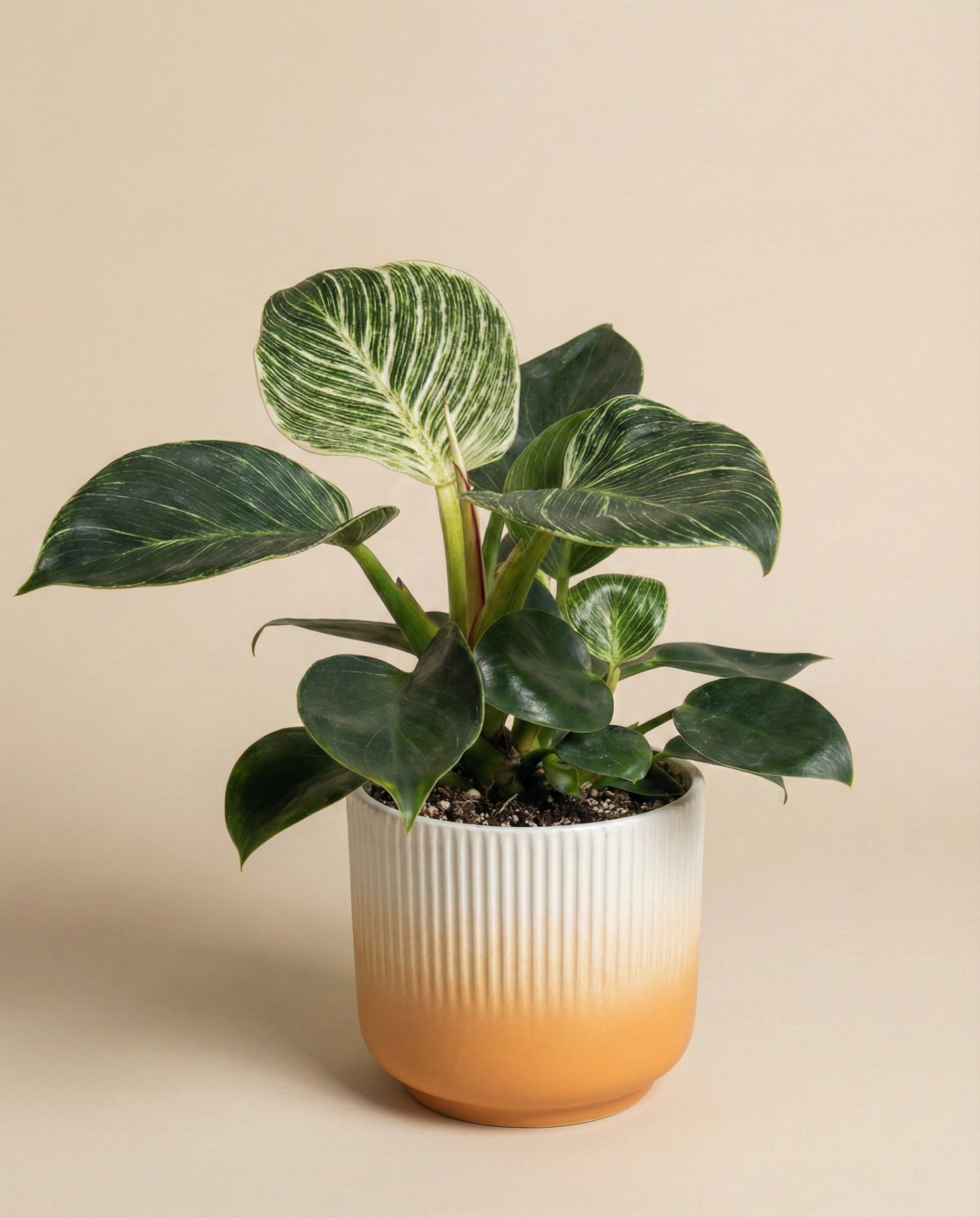 Der Philodendron 'Birkin' - feey, bekannt für seine großen dunkelgrünen Blätter mit hellgrüner und weißer Panaschierung, wird in einem gerippten Keramiktopf mit creme-orangefarbenem Farbverlauf präsentiert - eine pflegeleichte Zimmerpflanze vor einem beigen Hintergrund.