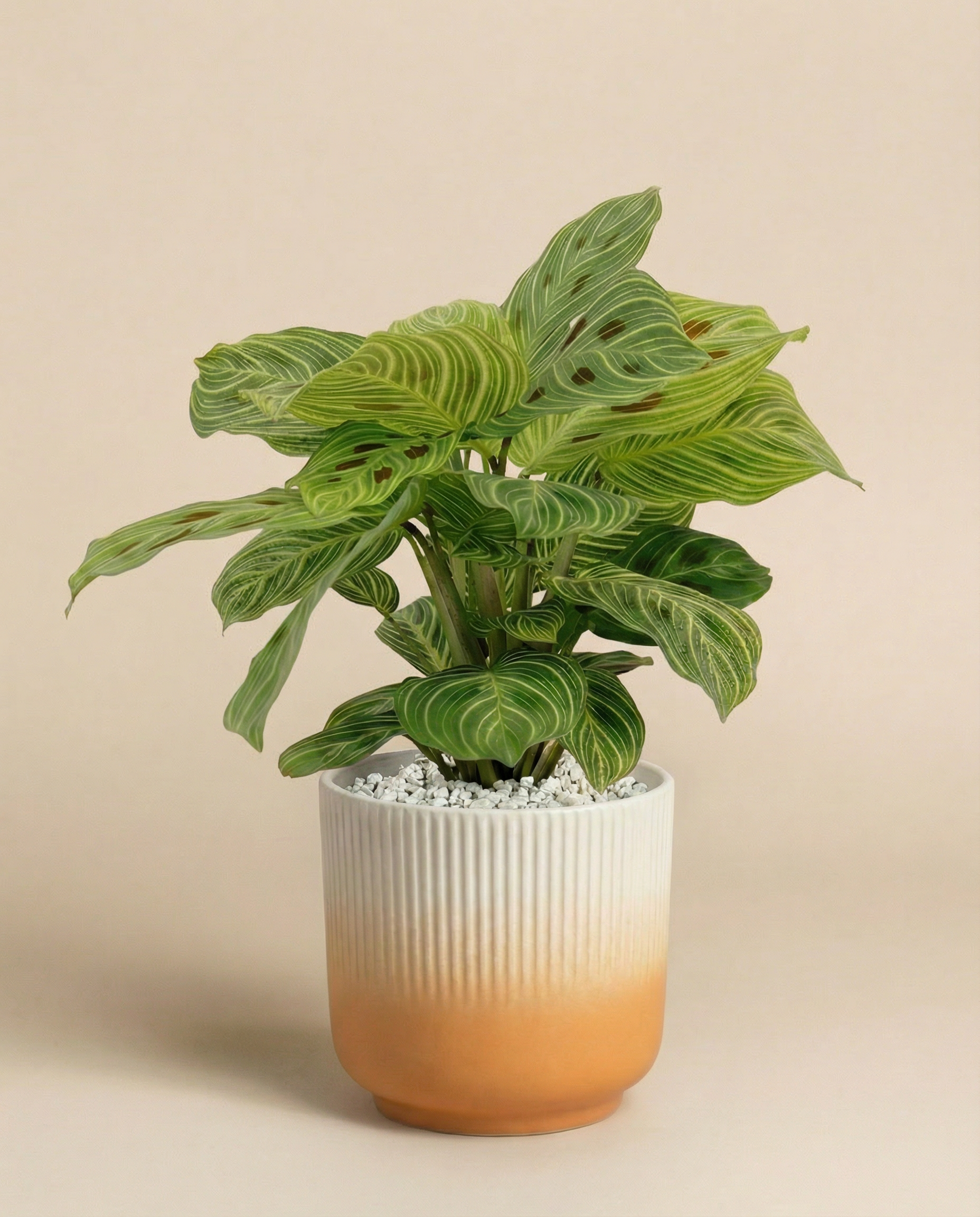 Die Maranta 'Light Veins' - feey ist eine grünblättrige Gebetspflanze mit gestreiften Blättern, die in einem mit weißen Kieselsteinen gefüllten Topf mit weißem und orangefarbenem Farbverlauf vor einem schlichten beigen Hintergrund steht.