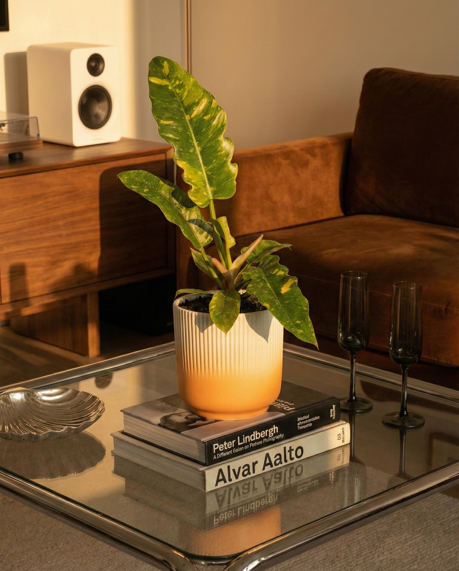 Eine Zimmerpflanze in einem feuchten Keramik-Topf (Rilio | 14 cm ø) steht auf einem gläsernen Couchtisch, auf dem sich Bücher stapeln, flankiert von zwei schwarzen Weingläsern. Dahinter werden ein braunes Sofa, eine Holzkonsole und ein weißer Lautsprecher von warmem Sonnenlicht angestrahlt.