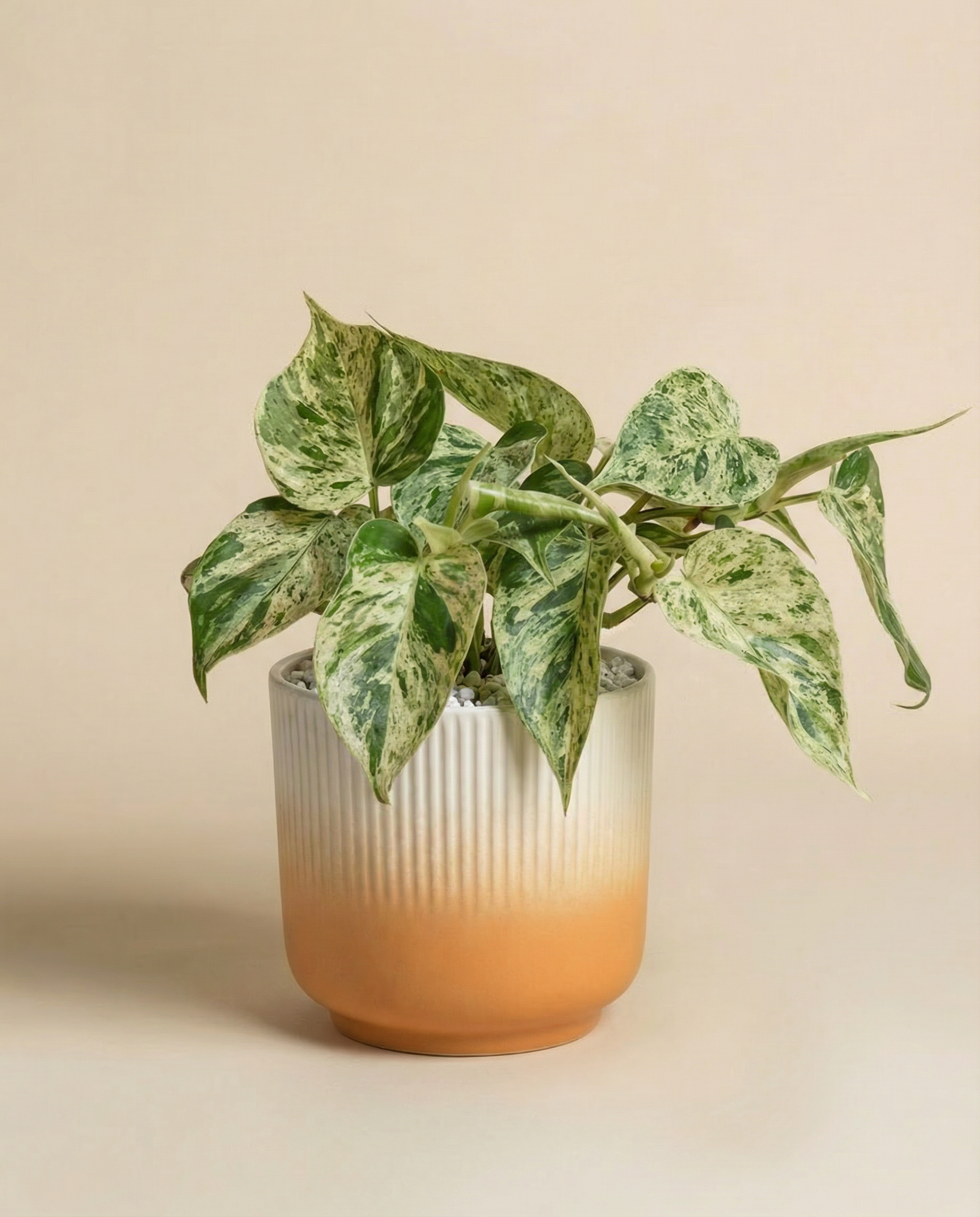 Ein Philodendron 'Oxycardium Variegata' - feey mit bunten Blättern sitzt in einem gerippten Keramiktopf mit einem Farbverlauf von Weiß zu Terrakotta, vor einem beigen Hintergrund.