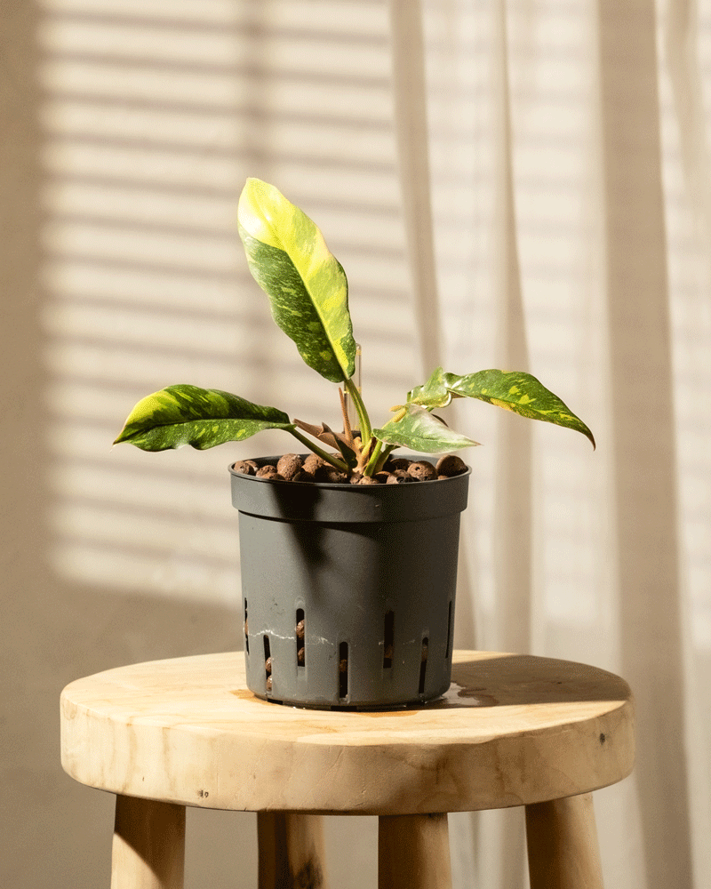 Ein Hydro-Philodendron Ring of Fire mit langen, grünen Blättern steht auf einem Holzhocker in einem sonnendurchfluteten Raum. Licht fällt durch die Vorhänge im Hintergrund. 