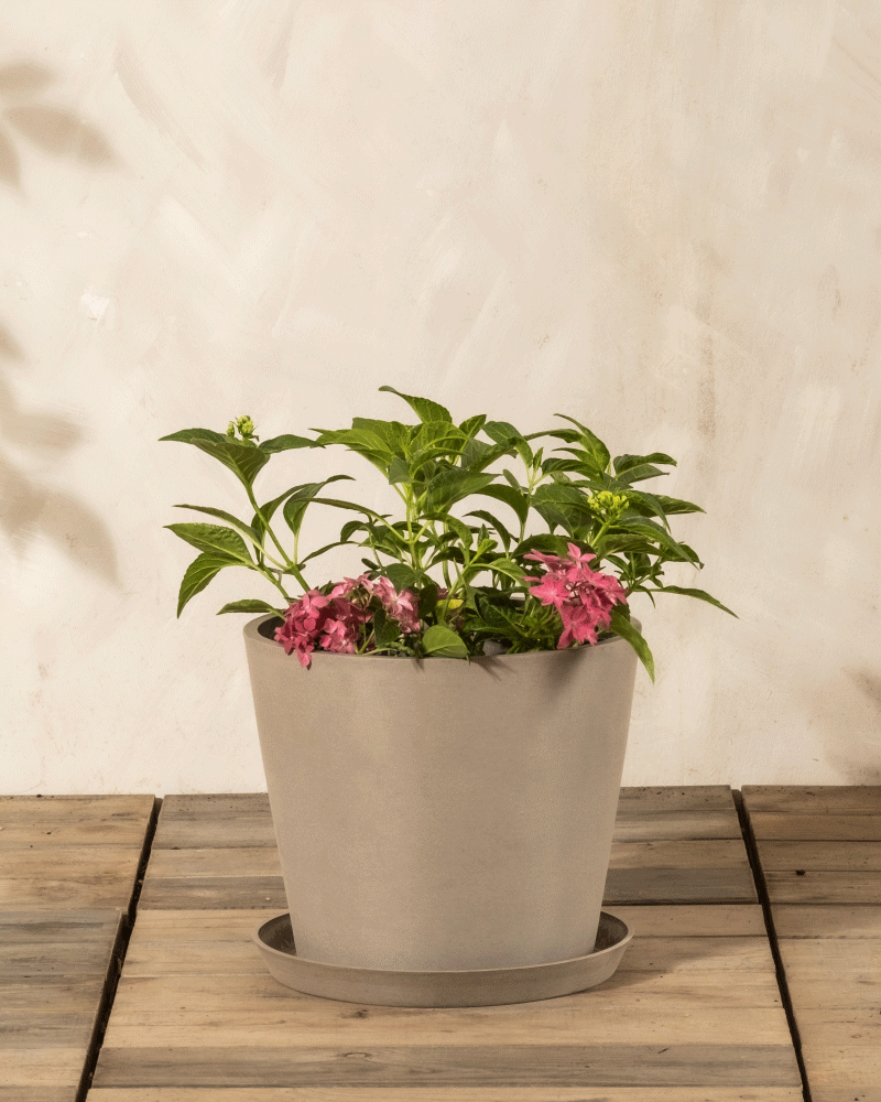 Ein grauer Blumentopf mit grünen Blättern und blühender Rosa Hortensie sitzt auf einer hölzernen Fläche vor einer hellen Wand - ideales pflegeleichtes Dekor.