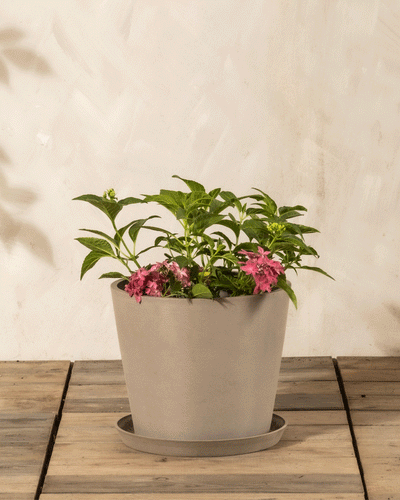 Ein grauer Blumentopf mit grünen Blättern und blühender Rosa Hortensie sitzt auf einer hölzernen Fläche vor einer hellen Wand - ideales pflegeleichtes Dekor.