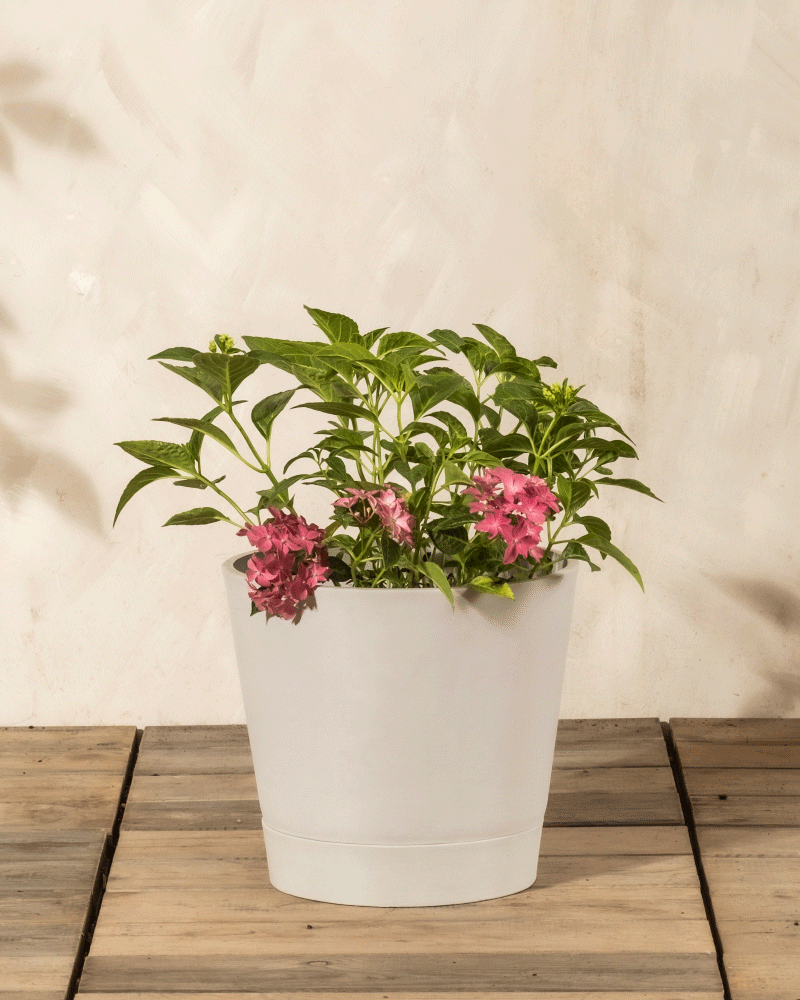 Die Rosa Hortensie mit ihrem grünen Laub und den rosafarbenen Blütenbüscheln steht in einem weißen Topf auf einem Holzboden vor einer beigen Wand; diese pflegeleichte Pflanze bringt Charme in jeden Raum.