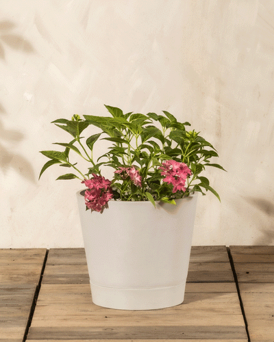 Die Rosa Hortensie mit ihrem grünen Laub und den rosafarbenen Blütenbüscheln steht in einem weißen Topf auf einem Holzboden vor einer beigen Wand; diese pflegeleichte Pflanze bringt Charme in jeden Raum.