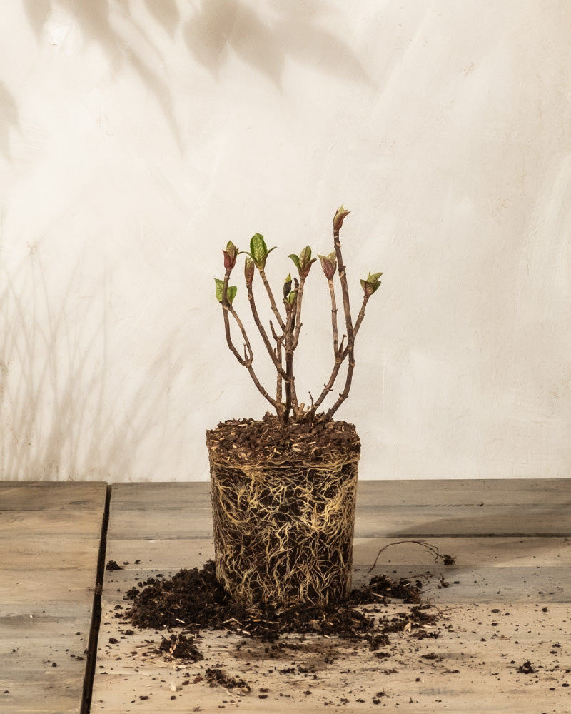 Eine kleine Rosa Hortensie im Topf mit freiliegenden Wurzeln steht auf einer Holzfläche. An mehreren Stielen wachsen grüne Blätter, während die Lichtwand im Hintergrund schwache Schatten anderer Pflanzen wirft und der Sockel von verstreuter Erde umgeben ist.