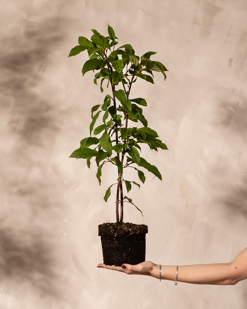 Rosa Winterschneeball ohne Übertopf gehalten von einer Hand