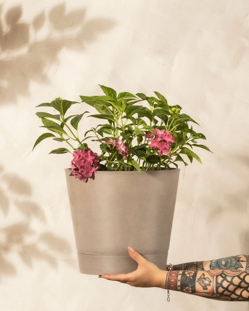 Ein tätowierter Arm hält einen grauen Blumentopf mit grünen Blattstielen und blühenden Rosa-Hortensie-Blüten vor einer beigen Wand, wobei Blattschatten im Hintergrund diese pflegeleichte Schönheit akzentuieren.