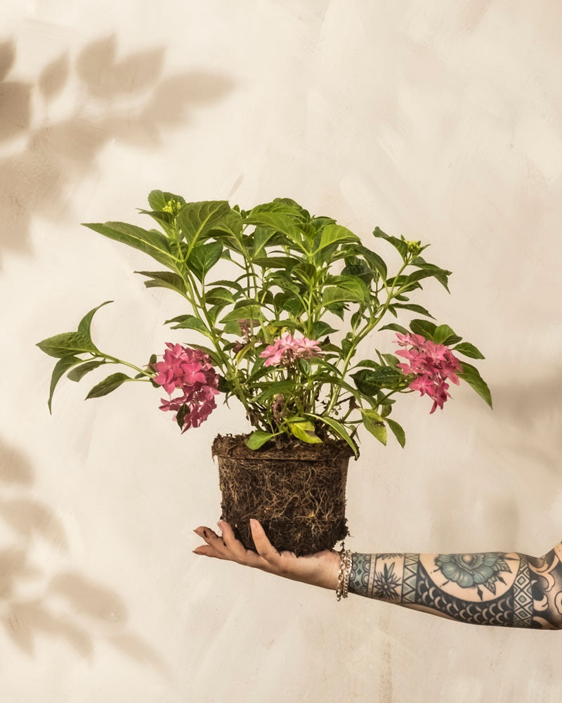 Ein tätowierter Arm hält eine Rosa Hortensie mit freiliegenden Wurzeln hoch. Die Pflanze hat grüne Blätter und rosafarbene Blüten, die sich vor einem hellen, strukturierten Hintergrund abzeichnen - ein Bild von müheloser Schönheit.