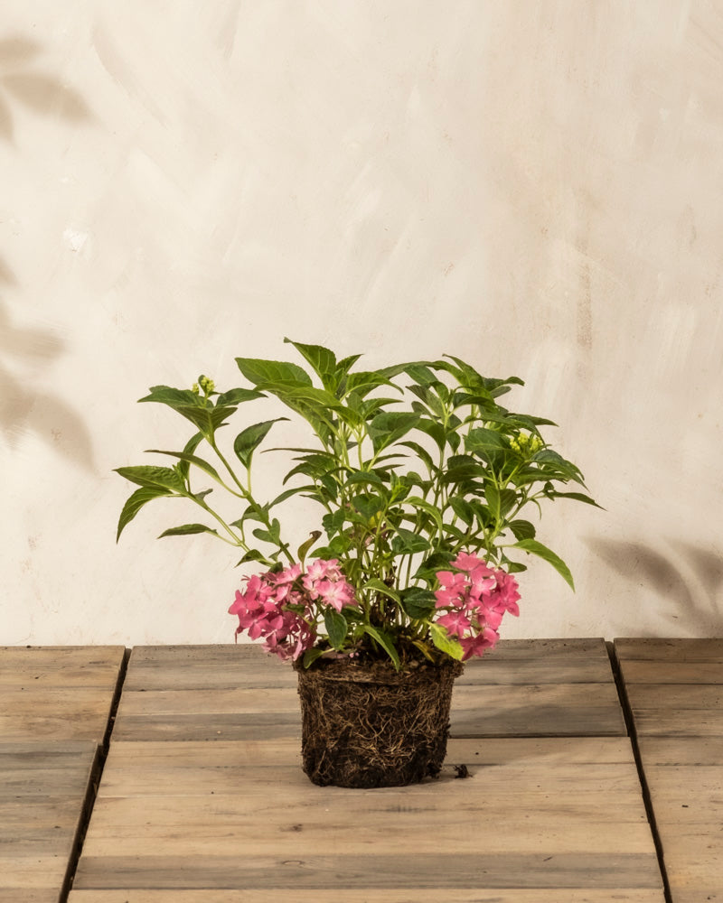 Eine Rosa Hortensie mit grünen Blättern und rosafarbenen Blütenbüscheln sitzt auf einer hölzernen Unterlage, mit freiliegenden Wurzeln und intakter Erde, vor einem hellen, strukturierten Hintergrund.