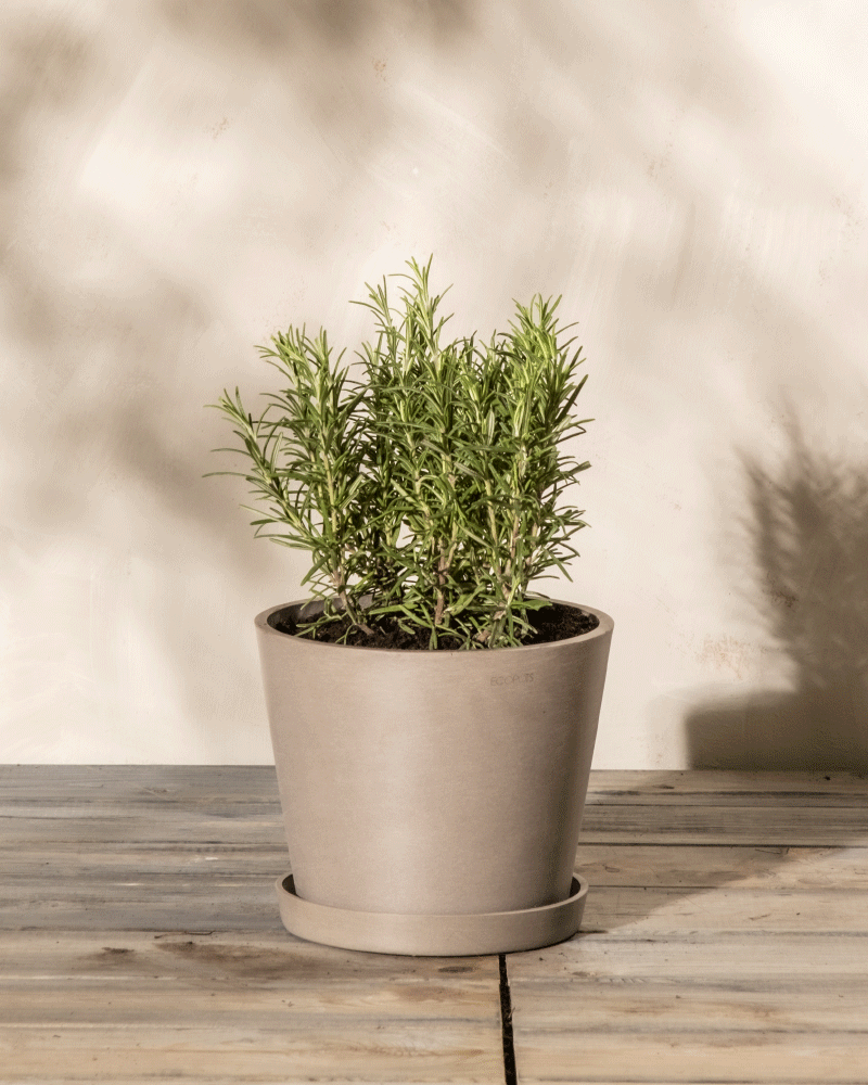Ein Rosmarin (Salvia rosmarinus) in einem beigen Topf steht auf einer Holzoberfläche. Der Hintergrund ist eine helle, strukturierte Wand mit weichen Schatten. Die Winterhartpflanze ist üppig und grün und hat nadelartige Blätter.