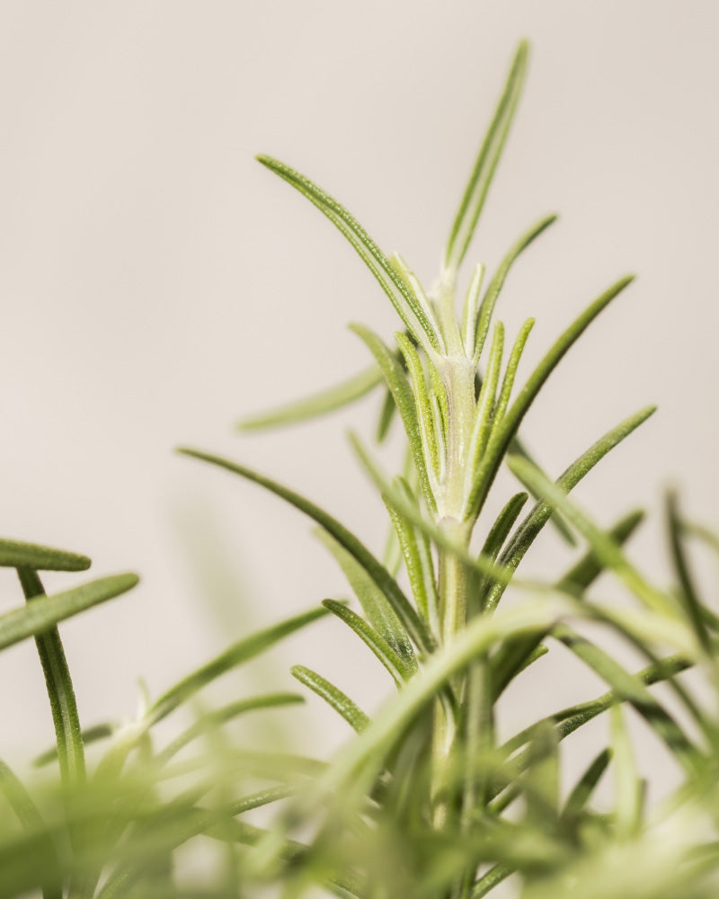 Nahaufnahme einer Rosmarinpflanze, bekannt als Rosmarin. Die leuchtend grünen, nadelartigen Blätter ragen nach oben. Der Hintergrund ist weich und unscharf, wodurch die Textur und Details der Pflanze hervorgehoben werden und ihre winterharte Natur zur Schau gestellt wird.