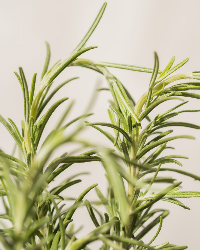 Nahaufnahme einer frischen Rosmarinpflanze mit grünen nadelartigen Blättern vor einem weichen, neutralen Hintergrund. Die Rosmarinblätter wirken gesund und lebendig und vermitteln den Eindruck eines blühenden Krauts.