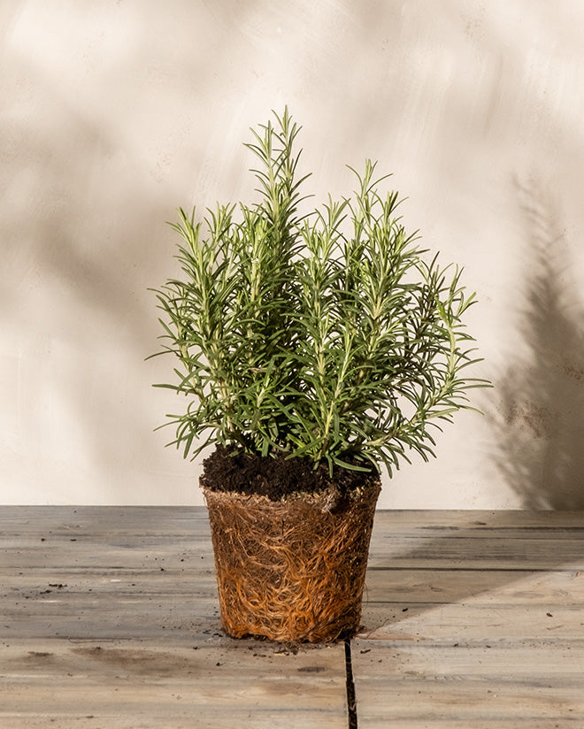 Eine Rosmarinpflanze mit sichtbaren Wurzeln steht auf einer Holzoberfläche. Die Pflanze hat grüne, nadelartige Blätter und ist vor einem hellen, strukturierten Hintergrund zu sehen, was die Schönheit von Rosmarin in seiner natürlichen, winterharten Form veranschaulicht.
