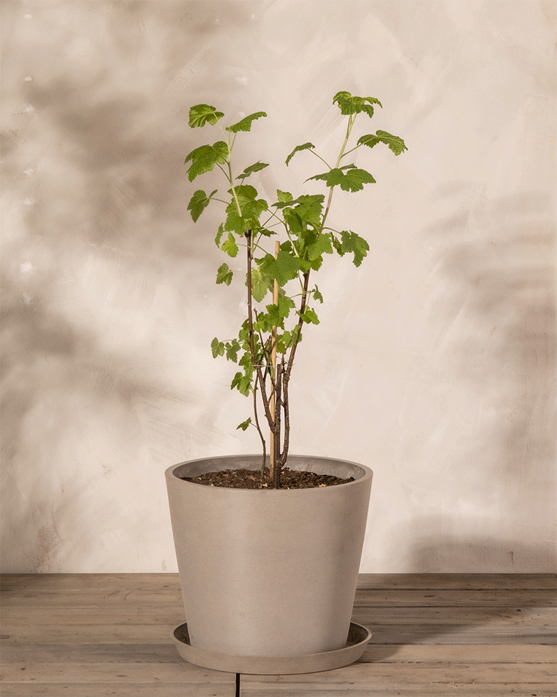 Johanesbeery-Pflanze im Topf mit Untersetzern