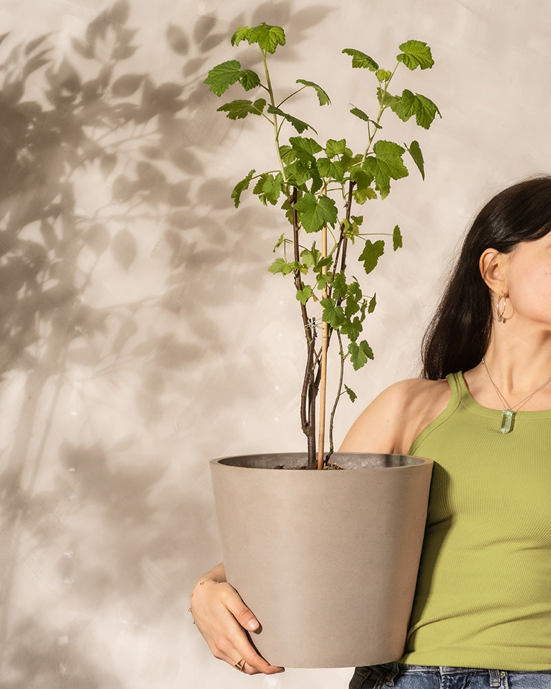 Eine Frau trägt eine Rote Johannisbeere in einem Topf