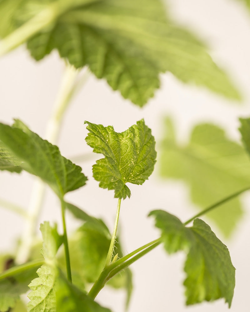 Detailaufnahmen der Rote Johannisbeere Blätter