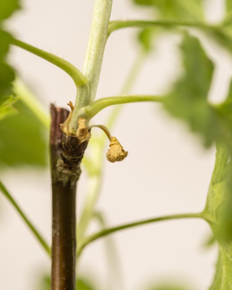 Detailaufnahmen der Rote Johannisbeere Blätter