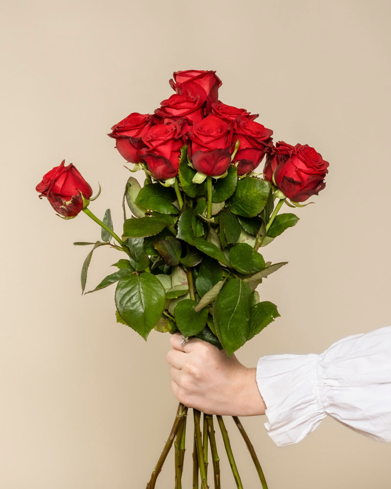 Eine Person in einem weißen langärmeligen Hemd hält den Strauß Rote Rosen mit grünen Blättern vor einem schlichten beigen Hintergrund - eine elegante Liebeserklärung.
