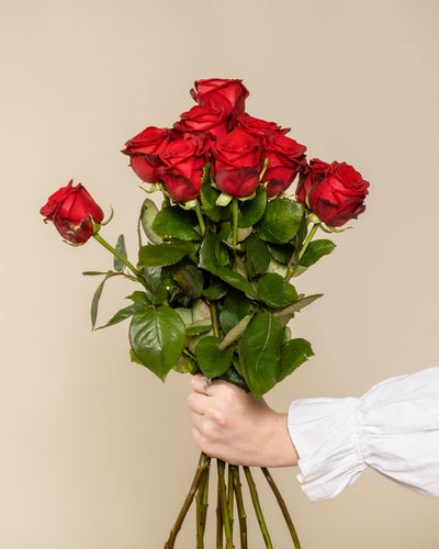 Eine Person in einem weißen langärmeligen Hemd hält den Strauß Rote Rosen mit grünen Blättern vor einem schlichten beigen Hintergrund - eine elegante Liebeserklärung.