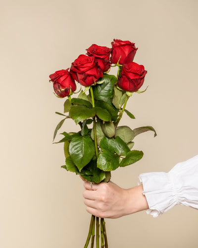 Eine Hand in einer weißen Hülle hält Rote Rosen - sechs rote Rosen mit grünen Blättern, die perfekte Liebeserklärung vor einem schlichten beigen Hintergrund.