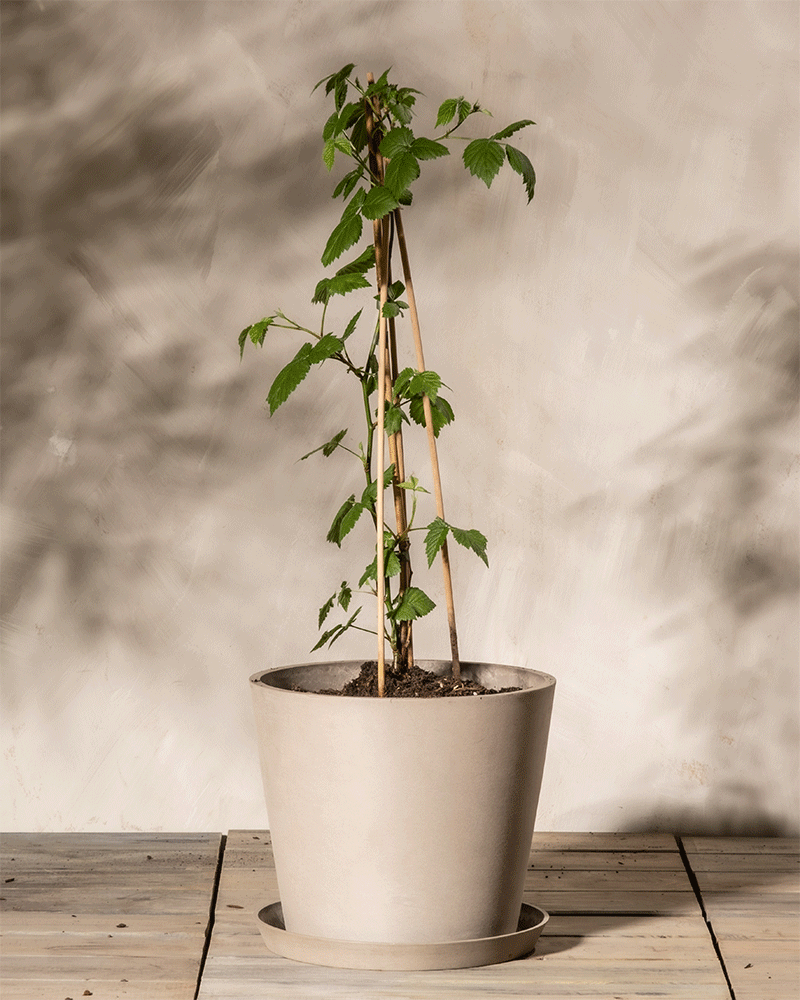 Brombeere | feey Garten- & Balkonpflanzen 🌳 – feey AG Brombeere | feey Garten- & Balkonpflanzen 🌳 – feey AG