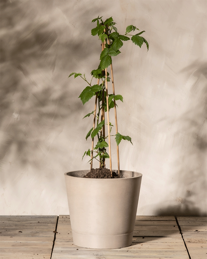 Eine Brombeere mit einem hohen, dünnen Stiel, an dem mehrere grüne Blätter wachsen. Die Pflanze, die an einen jungen Rubus fruticosus erinnert, wird von drei Bambusstäben gestützt, die in einem beigen Topf stehen. Der Hintergrund ist eine helle, strukturierte Wand auf einer hellen Holzoberfläche.