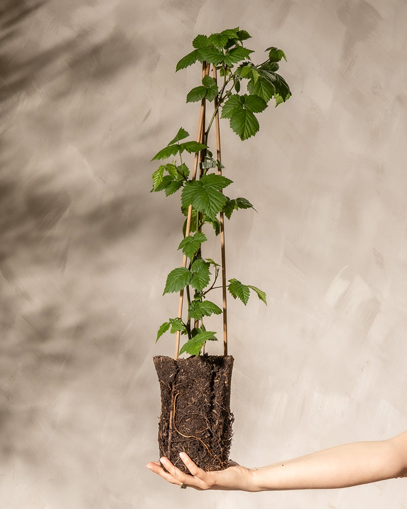 Eine Hand hält eine Brombeerpflanze im Topf mit grünen Blättern und Stielen, die von Holzpfählen gestützt werden. Die Pflanze, bekannt für ihre köstliche Brombeere, hat ein sichtbares Wurzelsystem und steht vor einem neutralen, strukturierten Hintergrund.