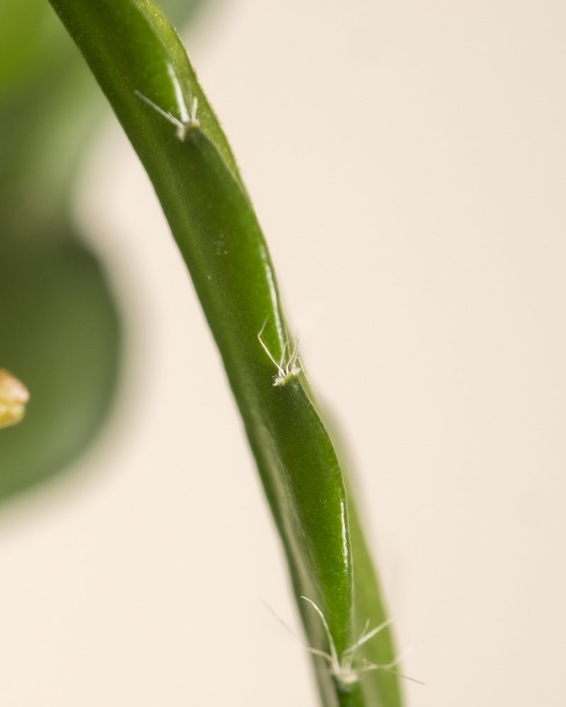 Nahaufnahme eines grünen Sägeblattkaktus-Stängels mit winzigen weißen Insekten darauf. Der Hintergrund ist unscharf, sodass der Stiel und die Insekten die Brennpunkte des Bildes sind.