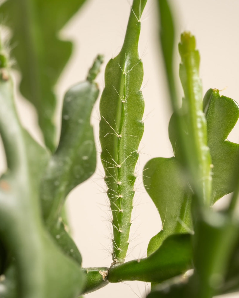 Eine Nahaufnahme des Sägeblattkaktus zeigt grüne Kaktusstämme, die mit feinen, weißen Stacheln geschmückt sind. Der sanft verschwommene Hintergrund betont die Textur und Details des Kaktus. Die Stacheln sind scharf und dünn und ragen in unterschiedlichen Winkeln aus den Stängeln heraus.