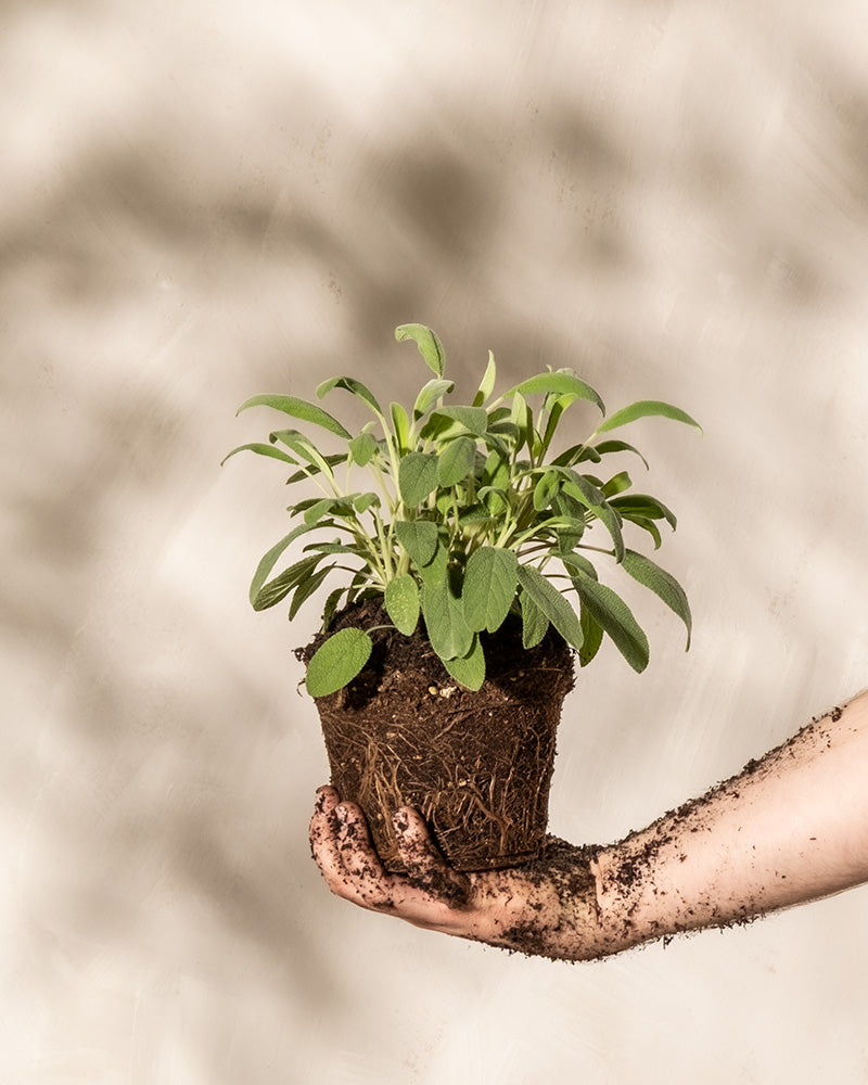 Eine mit Erde bedeckte Hand hält einen kleinen Topf Salbei mit grünen Blättern. Erde ist auf der Oberfläche der Wurzeln der Pflanze und an den Rändern der Hand sichtbar. Der Hintergrund ist in einem neutralen, hellbeigen Farbton gehalten.