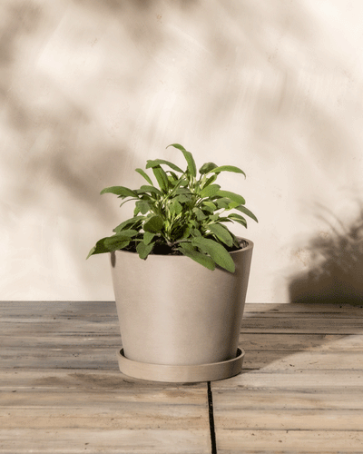 Eine kleine grüne Salbeipflanze mit länglichen Blättern steht in einem schlichten beigen Topf auf einer hellen Holzoberfläche. Der Hintergrund ist eine neutrale, strukturierte Wand, die weiche Schatten wirft und so eine ruhige Atmosphäre schafft.