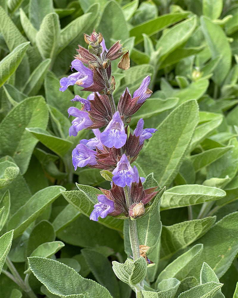 Eine Nahaufnahme einer Salbeipflanze mit leuchtend grünen Blättern und violetten Blüten. Die Blüten blühen auf einem vertikalen Stiel vor einem Hintergrund aus grünerem Laub.
