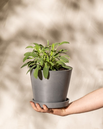 Eine Hand hält einen kleinen grauen Topf mit einer grünblättrigen Salbeipflanze vor einem neutralen, leicht strukturierten Hintergrund. Die Pflanze hat breite, flache Blätter und unter dem Topf steht eine passende Untertasse. Weiches Licht erzeugt sanfte Schatten auf dem Hintergrund.