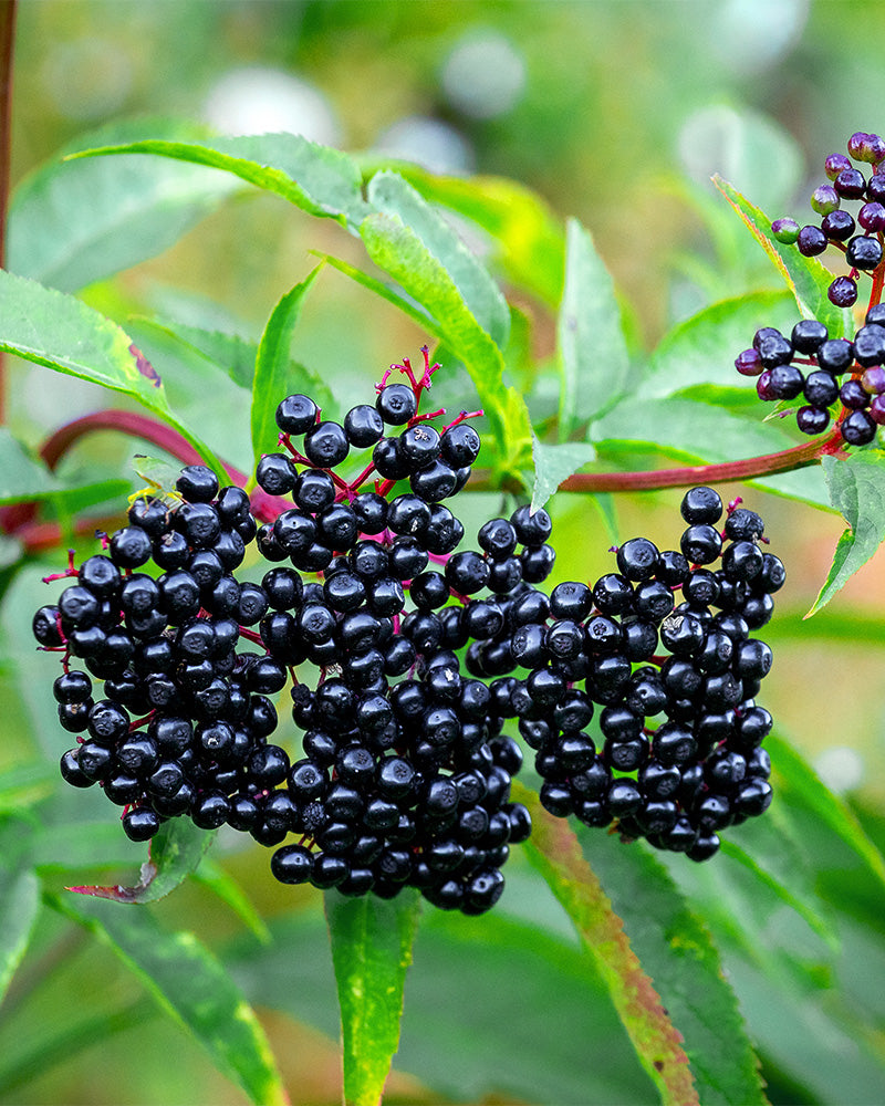 Beeren des Schwarzer Holunder