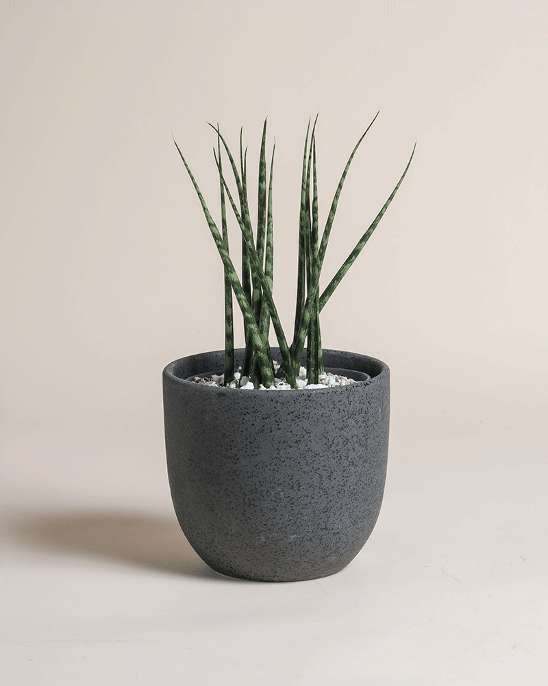 Eine Sansevieria 'Mikado' - feey mit hohen, schmalen Blättern steht in einem runden, dunkelgrau gesprenkelten Topf, der mit weißen Steinen gefüllt ist, vor einem schlichten, hellen Hintergrund.