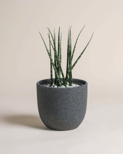Eine Sansevieria 'Mikado' - feey mit hohen, schmalen Blättern steht in einem runden, dunkelgrau gesprenkelten Topf, der mit weißen Steinen gefüllt ist, vor einem schlichten, hellen Hintergrund.