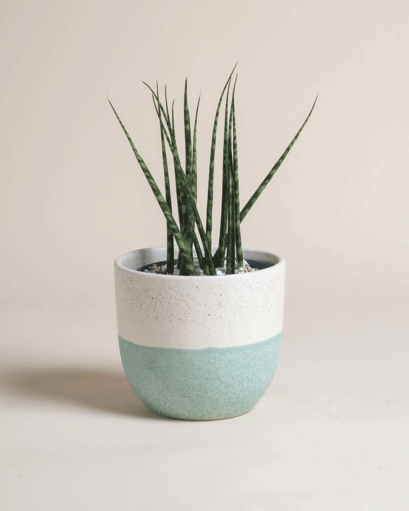 Eine Sansevieria 'Mikado' - feey mit hohen, schlanken grünen Blättern in einem weiß-blauen Keramiktopf steht auf einem hellen, neutralen Hintergrund.